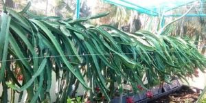 Dragon Fruit Plant