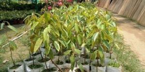 Durian Plant