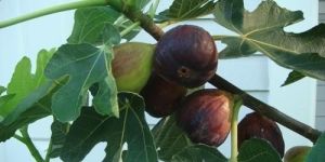 Fig Plant