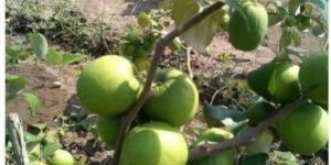Green Apple Ber Plant