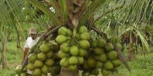 Hybrid Coconut Plant