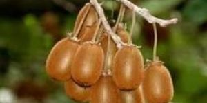 Kiwi Plant