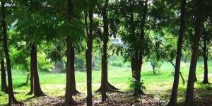 Mahogany Plant