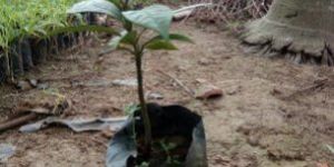 Mangosteen Plant