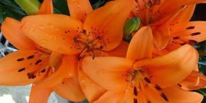 Orange Asiatic Lily Plant