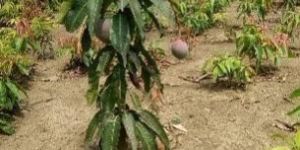 Palmar Mango Plant