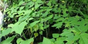 Papaya Plant