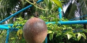 Passion Fruit Plant