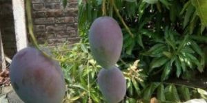 Purple Mango Plant