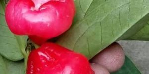 Red Water Apple Plant