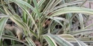 Silver Grass Plant