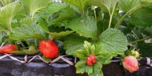 Strawberry Plant