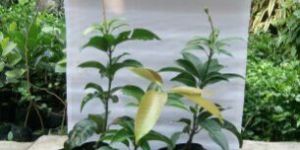 Thai All Time Mango Plant