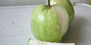 Thai Seedless Guava Plant