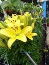 Yellow Asiatic Lily Plant