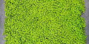 Artificial Grass Mat