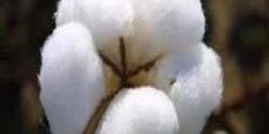 Raw Cotton Fiber