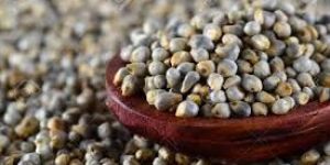 Pearl Millet