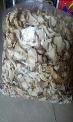 Dried Mushroom