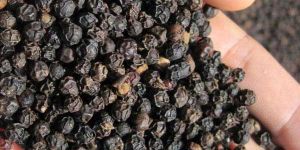 Black Pepper Seeds