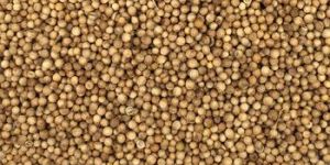 Coriander Seeds
