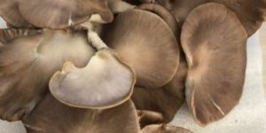 Dry Oyster Mushroom