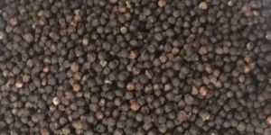 Organic Black Paper Seeds