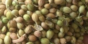 Organic Coriander Seeds