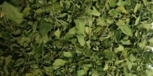 Organic Dry Moringa Leaves