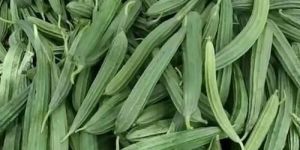 Organic Ridge Gourd