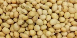 Organic Soybean Seeds
