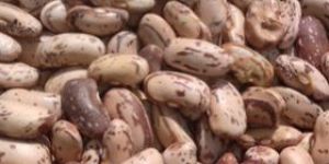 Organic Speckled Kidney Beans
