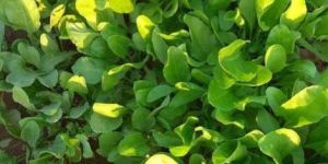 Organic Spinach Leaves