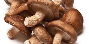 Fresh Shiitake Mushroom