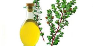 Organic Betulina Oil