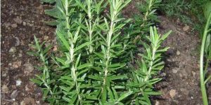Rosemary Leaf