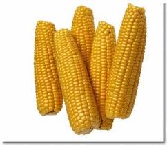 Hybrid Maize Seeds