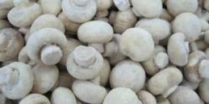 Frozen Mushroom