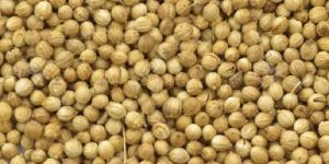 Coriander Seeds