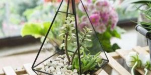 Hanging Terrarium