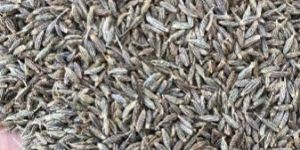 Cumin Seeds