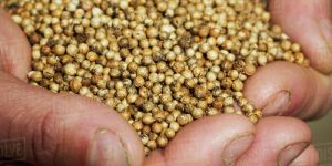 Coriander Seeds