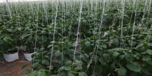 Net House Agriculture Consultancy Service