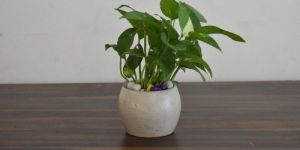 Money Plant with White Ceramic Pot