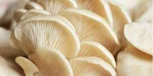 Oyster Mushroom