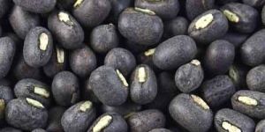 Black Gram