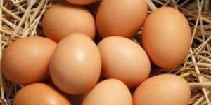 Kadaknath Hatching Eggs