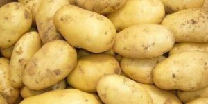 Fresh Organic Potatoes