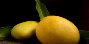 Fresh Alphanso Mango