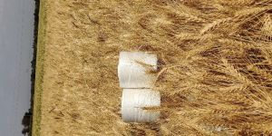 Wheat Reaper Binder Twine
